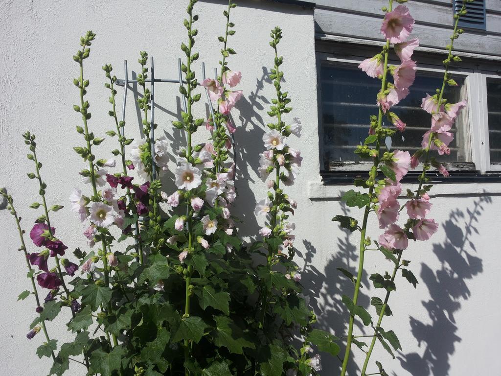 Laegenhet Lillisgarden Guest House Vallakra Exterior photo